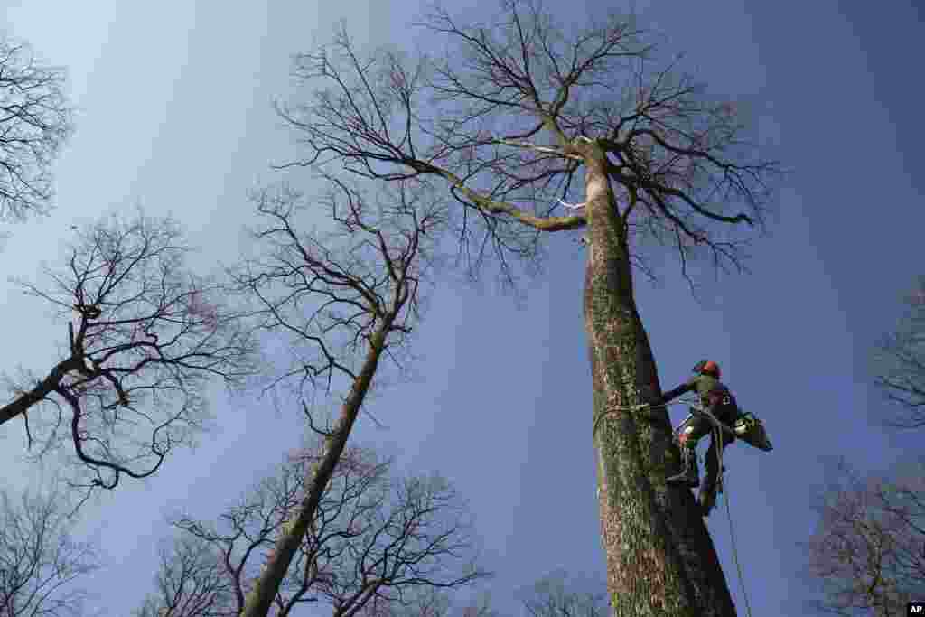A forest worker climbs an oak in the Forest of Berce in the Loire region. In a former royal forest in France, four 200-year-old oak trees are being felled for wood to reconstruct Notre Dame cathedral's fallen spire.