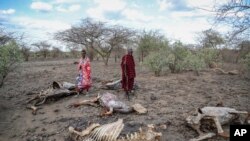 Ukame ulivyoathiri Pembe ya Afrika