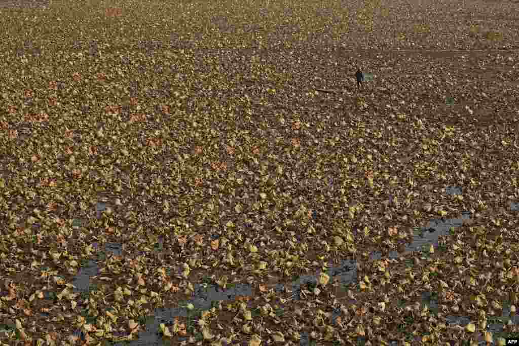 A man paddles a boat through dry lotus plants at Nigeen lake in Srinagar.