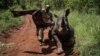 A ranger of Kenya Wildlife Services (KWS) tries to cover the eyes of 2.5-year-old female Southern white rhino, Elia, to calm down after being shot a tranquilizer from a helicopter during Kenya Wildlife Services (KWS) rhino ear notching exercise for identi