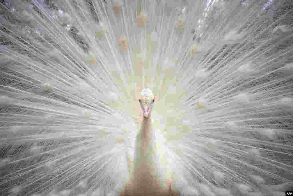 A white peacock is pictured at the Animal Rescue Center Zoo de Castellar, in Castellar de la Frontera, southern Spain, Feb. 20, 2021.
