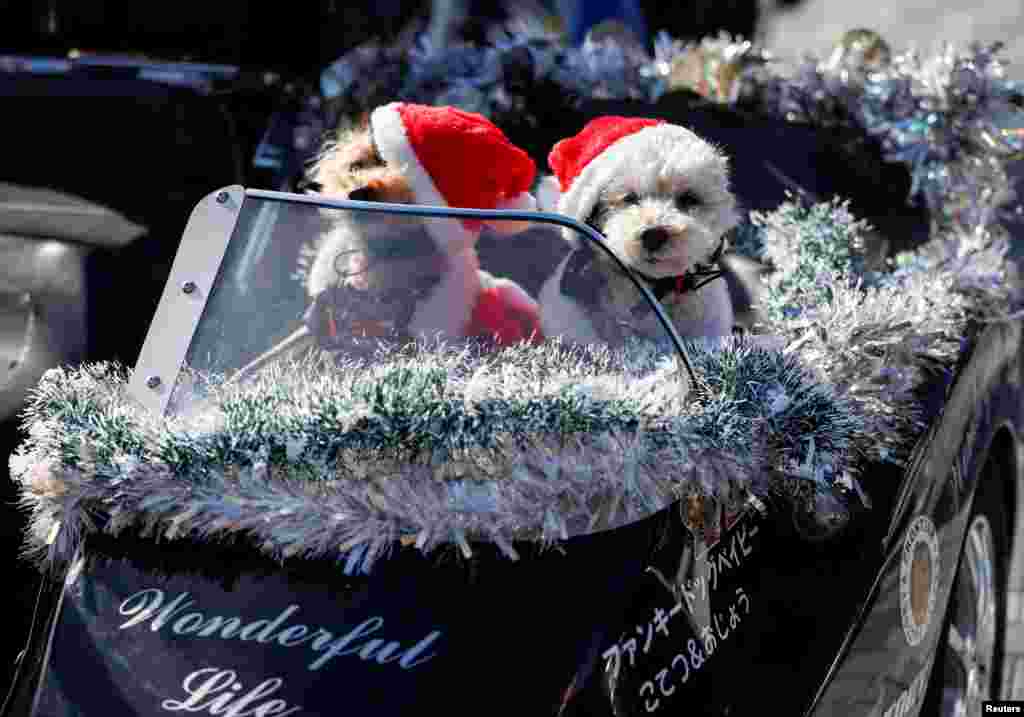 Pet dogs dressed in Santa Claus costumes are seen on a sidecar of a Harley Davidson's motorbike before Xmas Toy Run parade to rev up the holiday spirit and rally against child abuse, organised by Harley Santa Club in Tokyo, Japan.