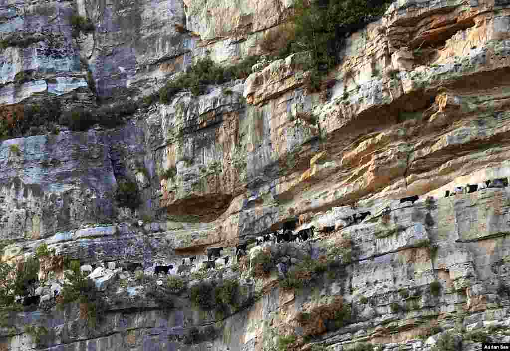 Goats are pictured on a cliff near Lebanon's northern village of Ehden, north of Beirut.