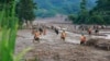 Các nhân viên cứu hộ tìm người mất tích sau một trận lũ quét ở Lào Cai.