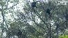 Indonesia Races to Protect Endangered Gibbons in Java