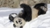 ཧྥེན་ལན་ཌིའི་ཨཱ་ཐེ་རི་Ähtäri གྲོང་ཁྱེར་གྱི་སྲོག་ཆགས་གླིང་གར་བོགས་མར་ཉར་ཡོད་པའི་རྒྱ་ནག་གི་དོམ་ཁྲ། ད་ལྟ་རྒྱ་ནག་ཏུ་ཕྱིར་སློག་བཏང་ཟིན།