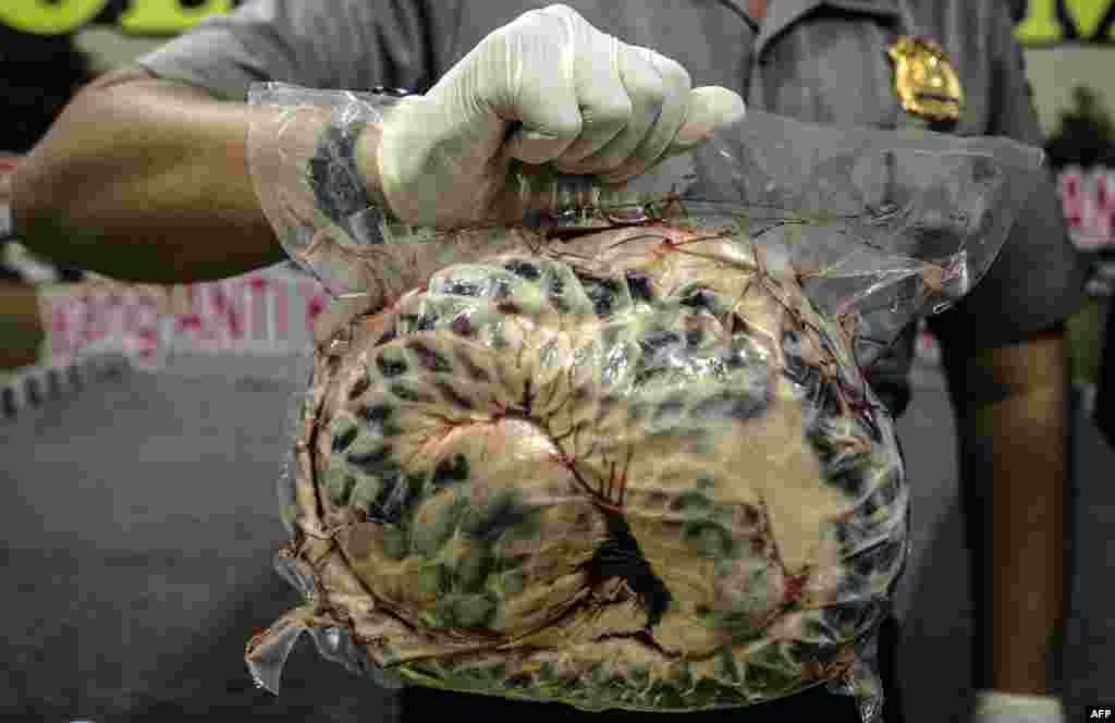 Indonesian police display one of the 657 dead and frozen pangolins in Surabaya, East Java, after thwarting the smuggling operations. The pangolins were smuggled out of their natural habitat in Badas village, in Jombang district to China and Taiwan for their meat, skin and scales, according to the police.
