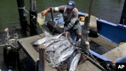 El pescador Rafael Rodríguez limpia los peces albacora que capturó durante el torneo de pesca local en Cojímar, Cuba, el domingo 5 de mayo de 2024. 