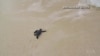 A Visit to the Island of the Turtles