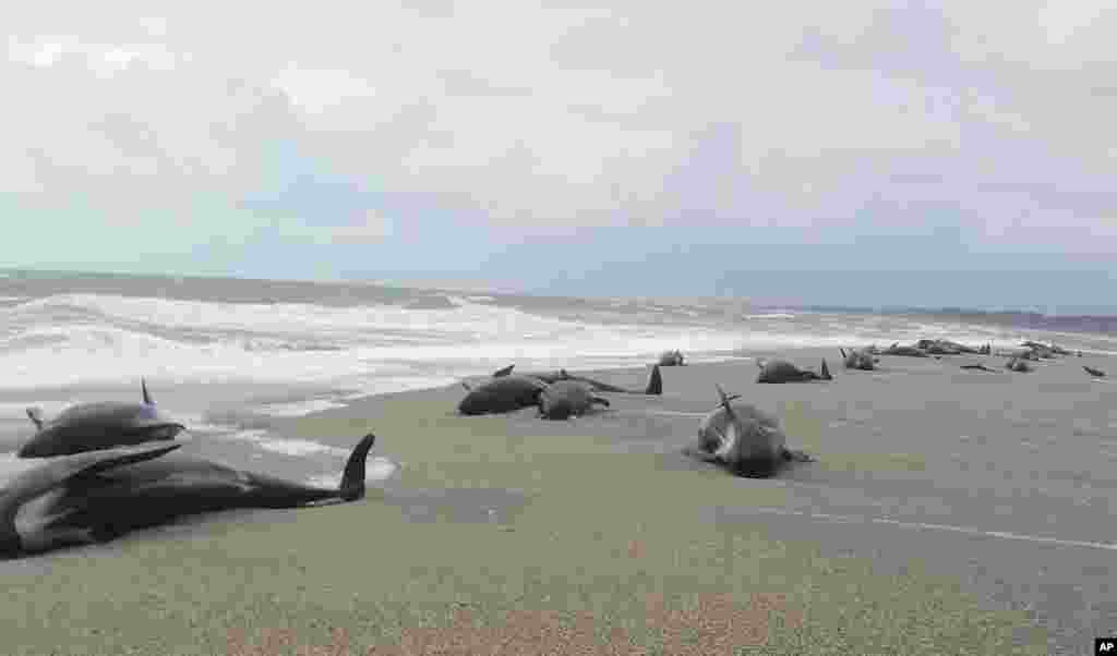 In this photo released by the The New Zealand Department of Conservation (DOC), shows 38 whales stranded at the mouth of the Okuru river, just south of Haast, west coast of New Zealand's South Island.