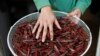 Insects Proven to be Critical in Fight Against World Hunger