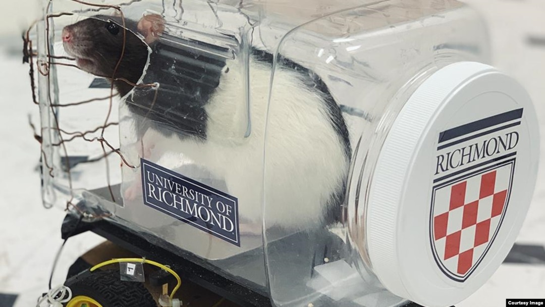 Researchers at Virginia's University of Richmond reported they were able to successfully train rats to drive tiny vehicles built for them. (Photo: University of Richmond)