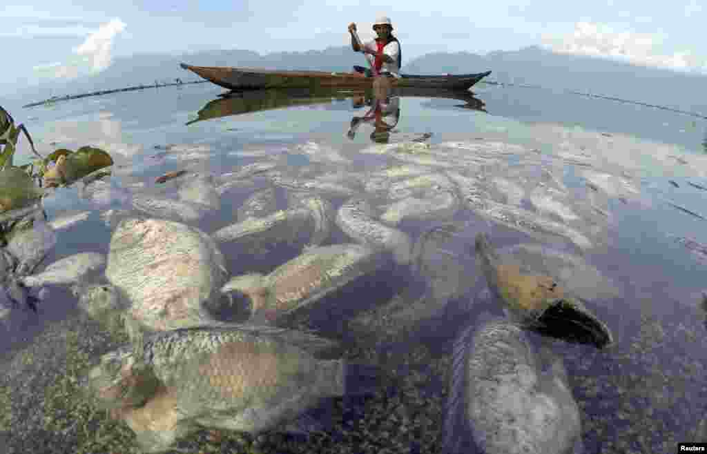A fisherman paddles a wooden boat as dead fish are seen at Maninjau lake in Agam regency, West Sumatra province, Indonesia, in this photo taken by Antara Foto.