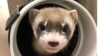 US Scientists Announce First Successful Clone of Endangered Animal 