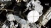 'Mighty Mice' Stay Musclebound in Space, Seen as Boon for Astronauts 