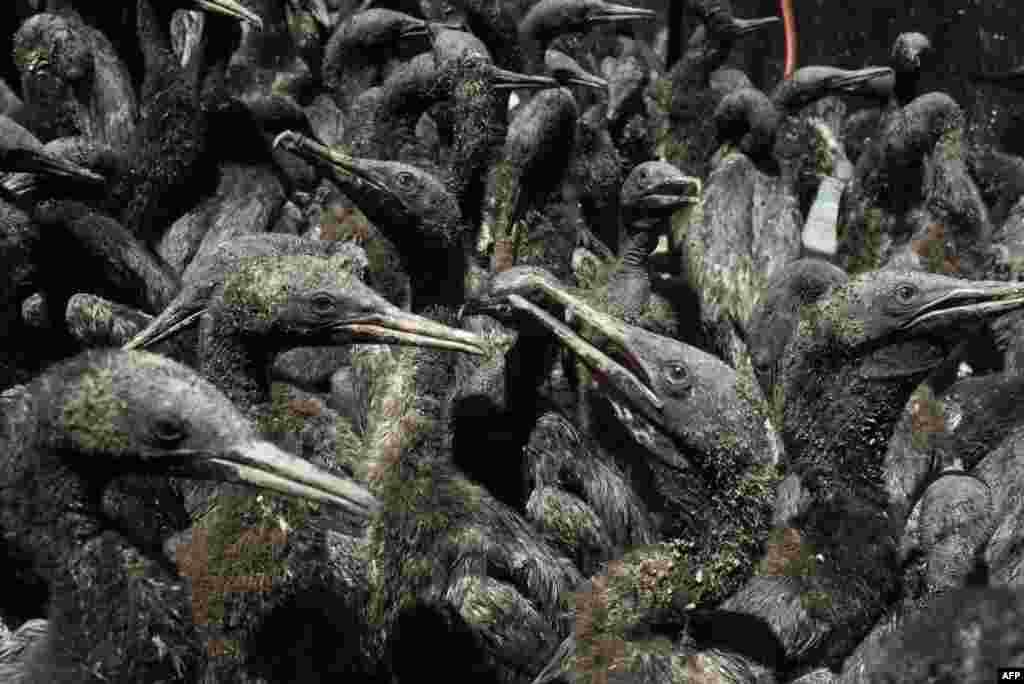 Some of the 1,200 Cape Cormorant chicks are seen after being rescued from Robben Island at the Southern African Foundation for the Conservation of Coastal Birds (SANCCOB), in Cape Town, South Africa.