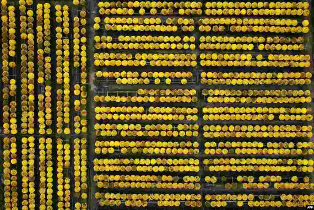 This aerial photograph shows flowers in a field at the Sa Dec flower village, the largest flower supplier in southern Vietnam's Mekong Delta region.