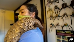 Veterinary nurse, Alicia Abbott, of the African Pangolin Working Group in South Africa holds a pangolin, at a Wildlife Veterinary Hospital in Johannesburg, South Africa, Sunday, Oct. 18, 2020. (AP Photo/Themba Hadebe)