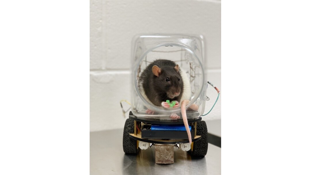 Research scientists at the University of Richmond announced they had successfully trained rats to drive small vehicles created for them. One of the main findings of the experiment was that the driving activity seemed to help the rats relax. (University of