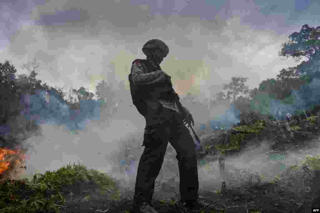 Marijuana plants are burned during a raid by Indonesia's National Narcotics Board, the police and the military where they destroyed some 4.5 hectares of cannabis plantations in the Lamteuba forest line, Aceh province.