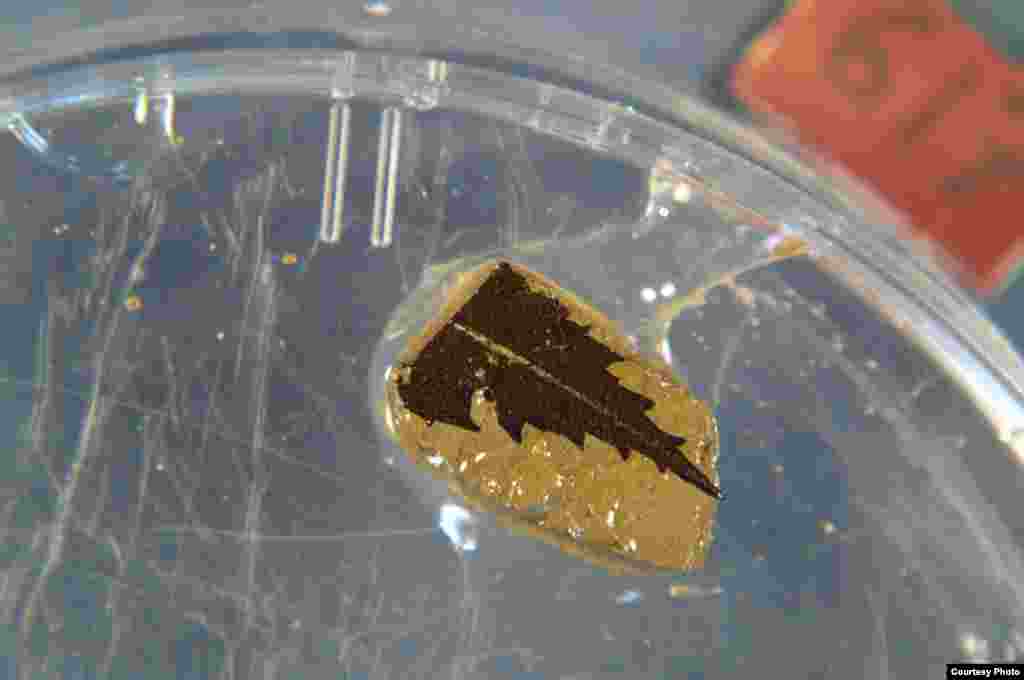 This 24,700 year-old leaf dated by radiocarbon was found in sediment cores from Japan’s Lake Suigetsu. (Credit: Richard Staff)