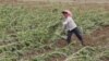 Изменение мирового климата привело к снижению урожайности