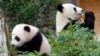 China planea enviar pandas al Zoo de San Diego y retomar su diplomacia de conservación