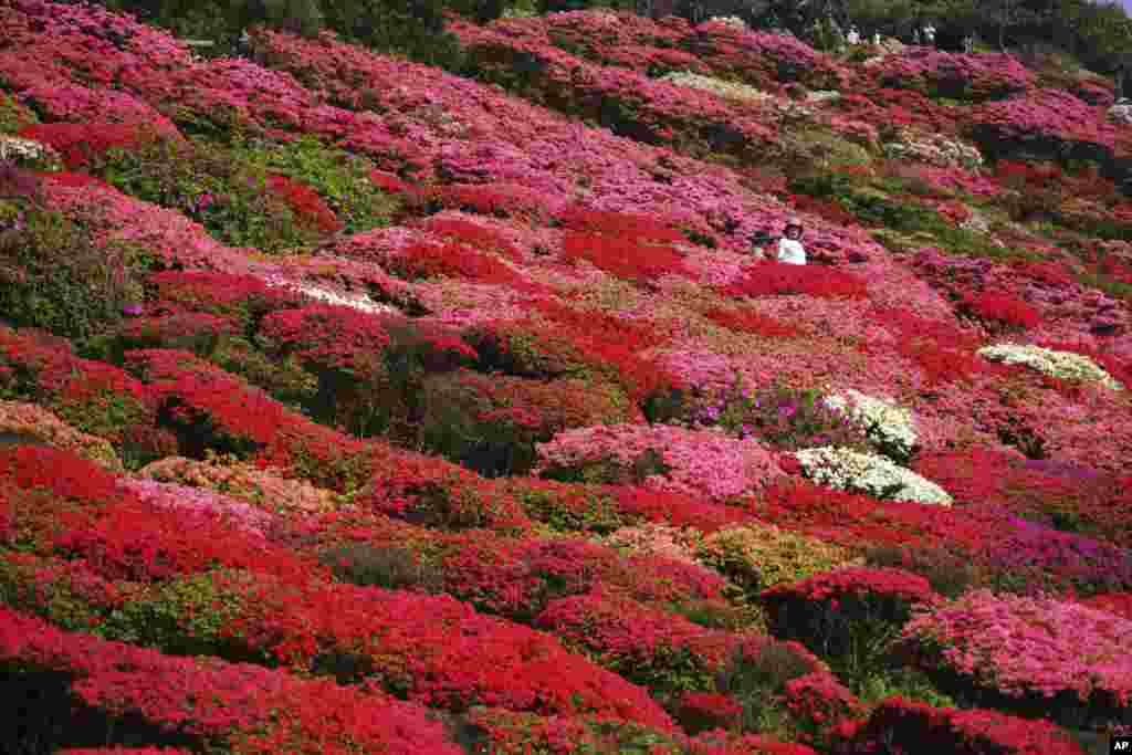 Azaleas are in full bloom at Nagushiyama Park in Sasebo, Nagasaki Prefecture, southwestern Japan.
