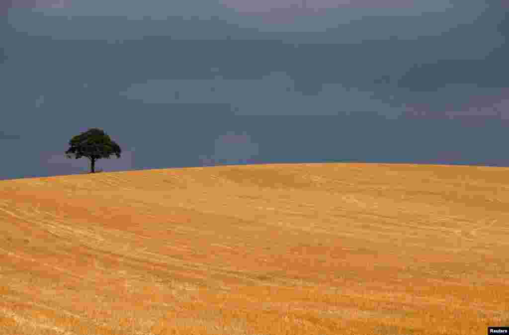 A tree stands along the proposed route of a rail project near Polesworth, central England. Britain's transport secretary says UK's planned HS2 high-speed rail network is "essential" to the country after a group of MPs criticized the project.