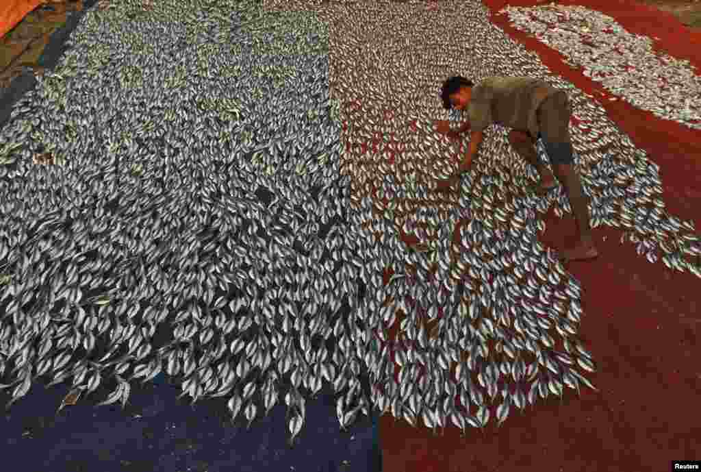 A fisherman arranges fishes kept for drying at a fishing harbor in the southern Indian city of Chennai.