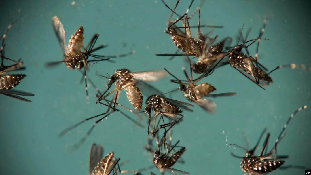 In this Sept. 29, 2016 file photo, Aedes aegypti mosquitoes, responsible for transmitting Zika, sit in a petri dish at the Fiocruz Institute in Recife, Brazil. (AP Photo/Felipe Dana, File)