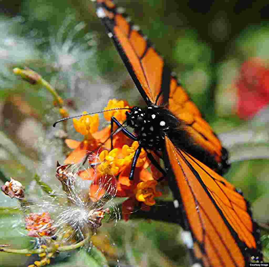 Milkweed, the primary food source for monarch butterflies, has dropped in recent years mirroring the decline of the insect. (Credit: Creative Commons © jungle mama)