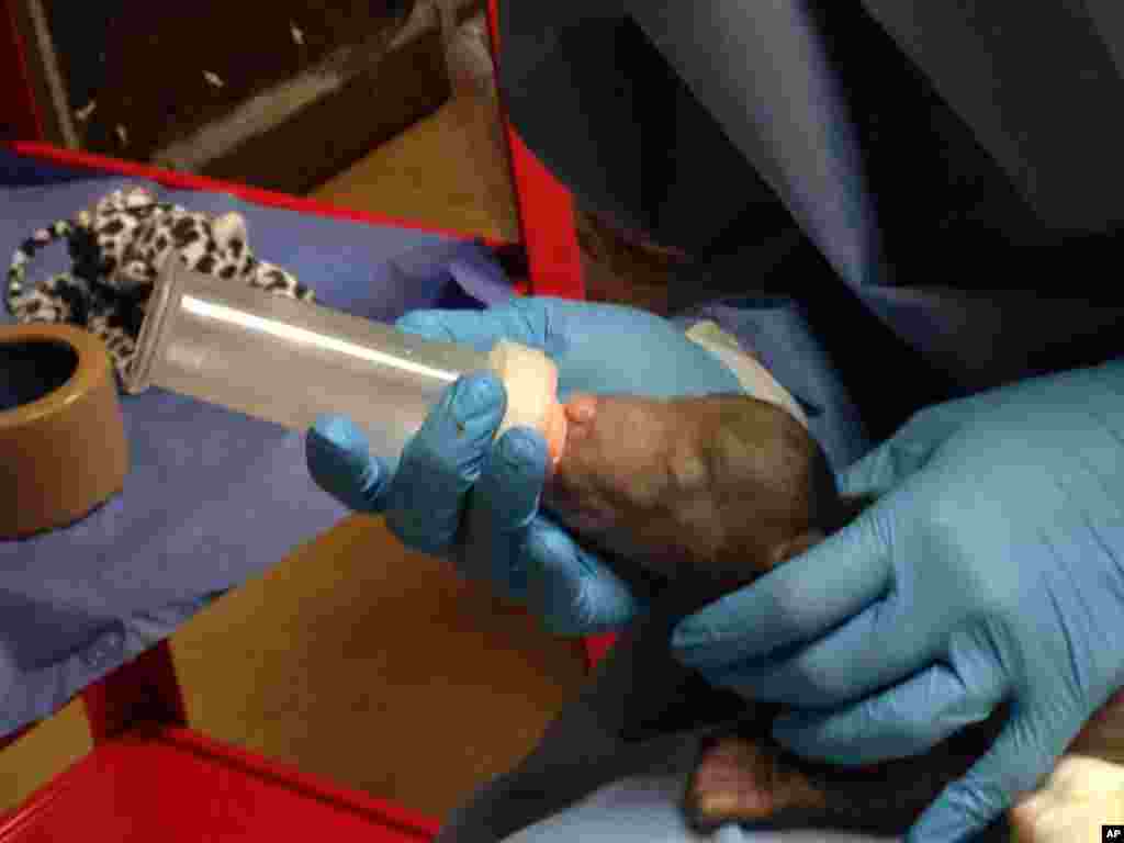 Keepers bottle-feed the saved sloth bear cub at the zoo in Washington, D.C. Animal keepers at the National Zoo have saved the cub after two others were eaten by the mother. The three cubs were born in December to a mother named Khali. One was eaten within 20 minutes, and a second cub was eaten after seven days. The zoo says it's not uncommon for carnivores to eat their young if they're compromised somehow.