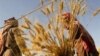 دفاع دولت رئیسی از نرخ ۱۵ هزار تومانی خرید گندم؛ دلالان عراقی دو برابر می‌خرند