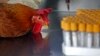 Health workers take a blood sample from a chicken in Hong Kong, April 11, 2013. 