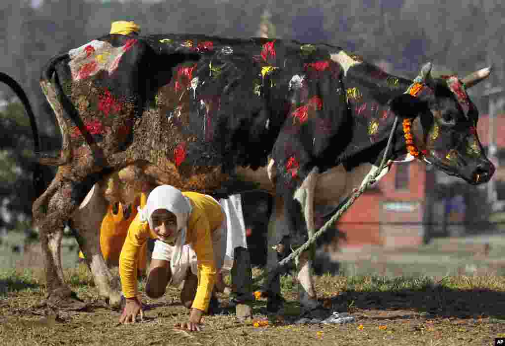 A young Hindu priest crawls under a cow as part of worship rituals during Tihar festival in Kathmandu, Nepal.