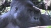 Virunga National Park Offers Economic Boost to Eastern Congo 