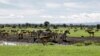 Kenya Tawarkan Safari Virtual di Masa Pandemi