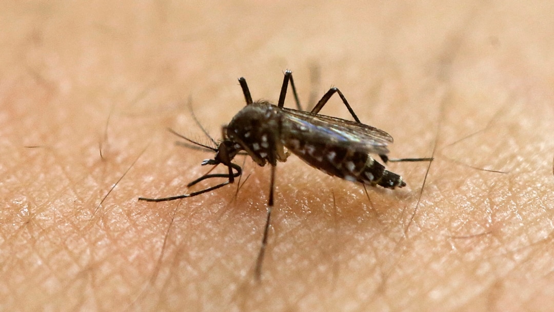 In this Jan. 18, 2016, file photo, a female Aedes aegypti mosquito, known to be a carrier of the Zika virus, acquires a blood meal on the arm of a researcher at the Biomedical Sciences Institute of Sao Paulo University in Sao Paulo, Brazil. (AP Photo)