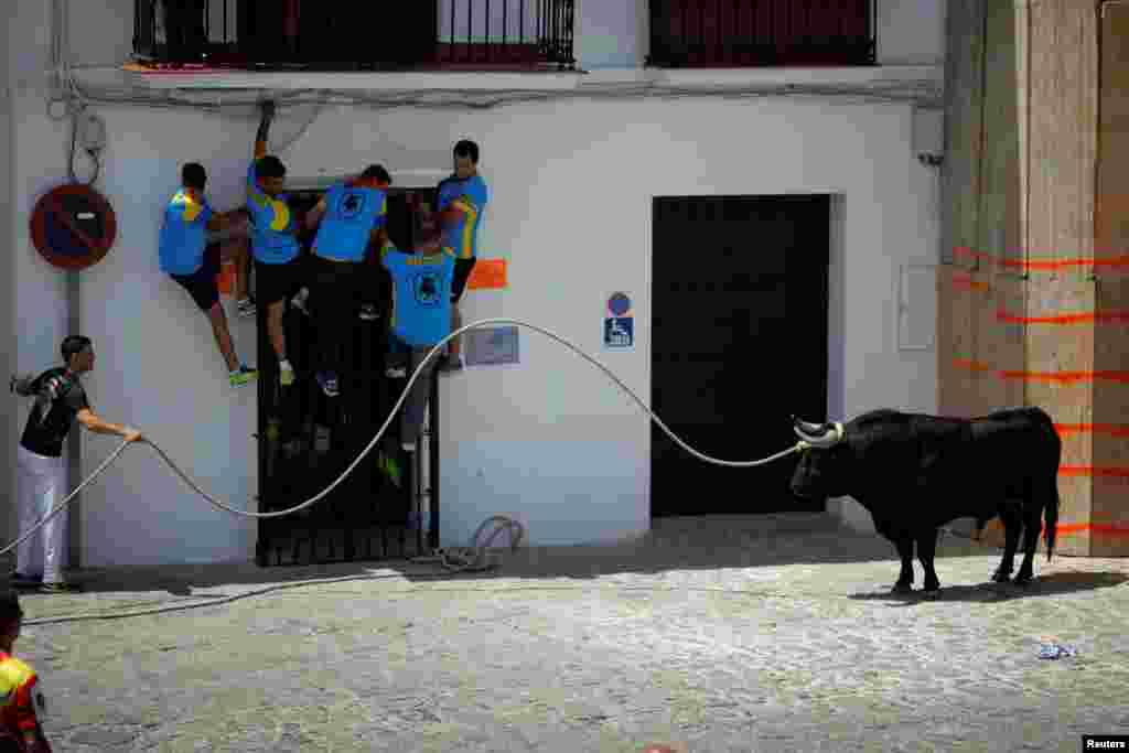Seorang peserta festival 'Toro de Cuerda' (Lari dengan Banteng yang diikat tali) berusaha menarik perhatian banteng di Plaza de Espana, Grazalema, Spanyol selatan.