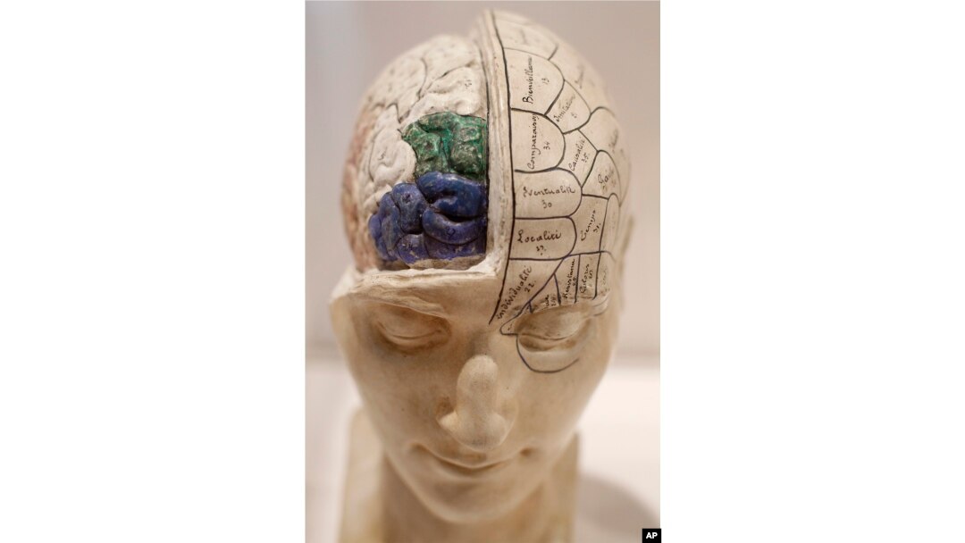 A 19th century model of a head with brain exposed is seen on display at the exhibition 'Brains - The Mind as Matter' at the Wellcome Collection in London, Tuesday, March 27, 2012. (AP Photo/Alastair Grant)