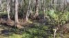 National Parks Visitor Jazzed by Louisiana
