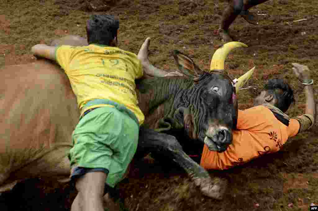 Participants try to control a bull during an annual bull taming event "Jallikattu" in the village of Avaniyapuram, on the outskirts of Madurai, India.