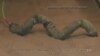 Robot Takes Cues from Deadly Rattlesnakes