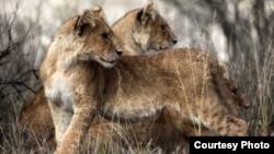 West African lions (Philipp Henschel/Panthera)