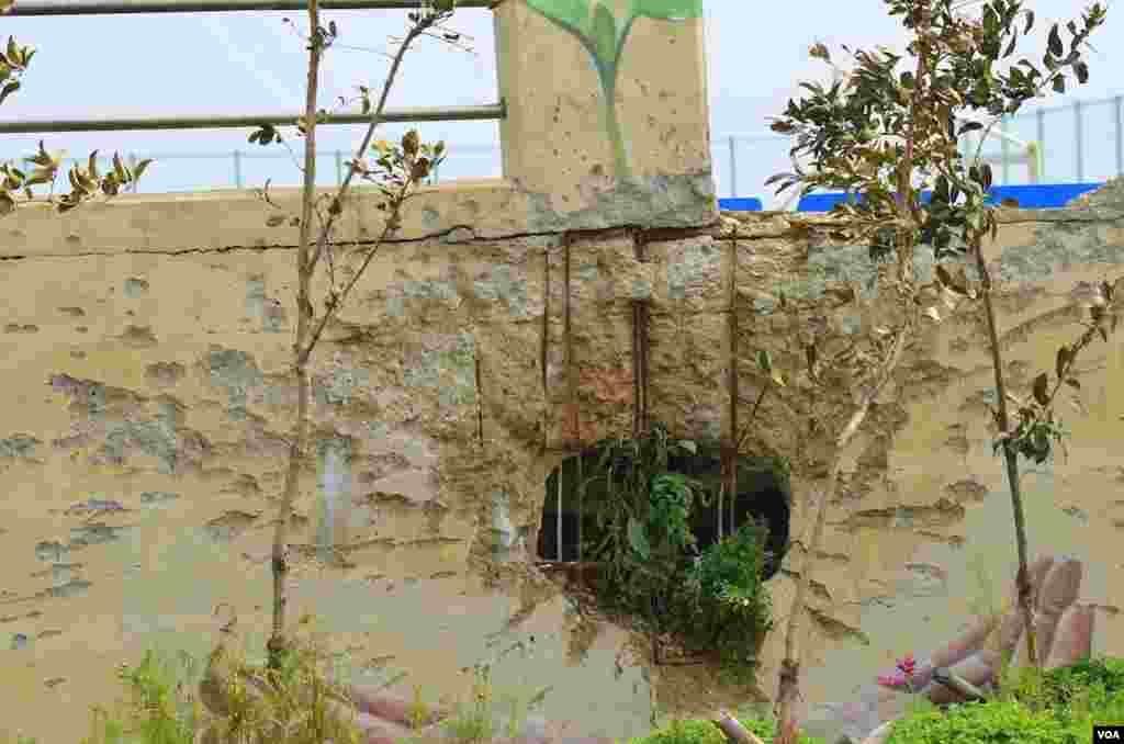 A plant grows inside a hole in a coastal wall made by a North Korean artillery shell. (Photo: VOA / Steve Herman)