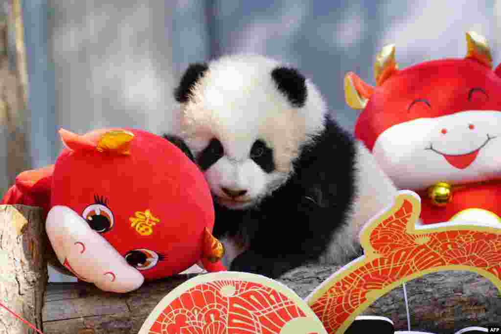 A panda cub plays with festive decorations in its enclosure at the Shenshuping breeding base of Wolong National Nature Reserve in Wenchuan, in China's southwestern Sichuan province ahead of the Lunar New Year of the Ox.