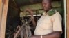 Lion Population Devastated by Illegal Snares