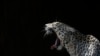 Decline of Large Predators Could Have Ripple Effects for Wider Environment