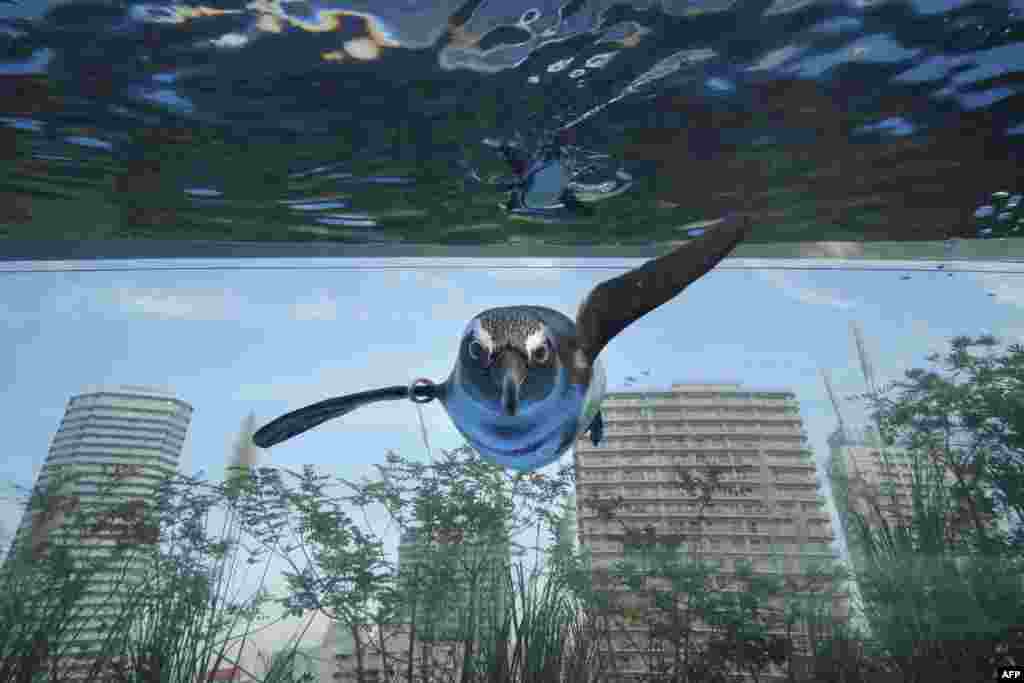 An African penguin swims in a large overhanging water tank called "Penguin in the sky" at Sunshine Aquarium in Tokyo.